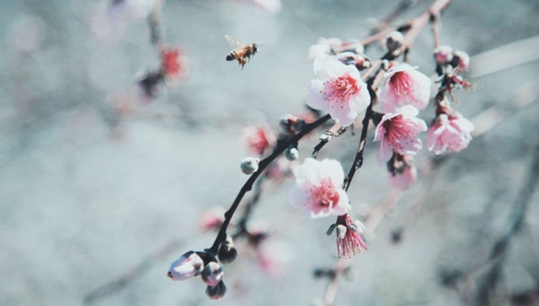 Närbild på gren med körsbärsblommor och et bi som surrar.