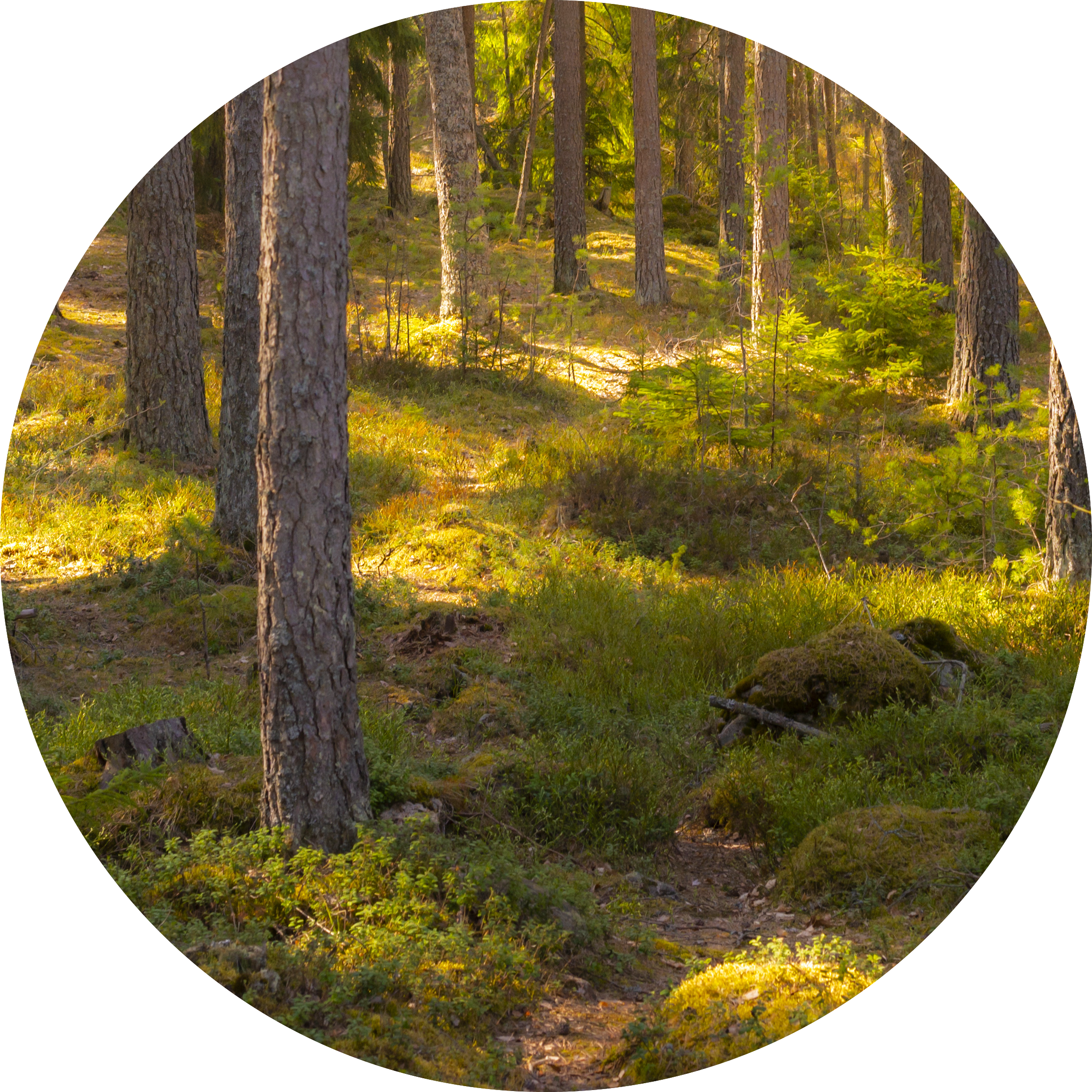Grön nordisk skog